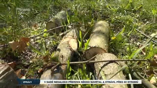 V sad nedaleko Perova nkdo navrtal a otrávil pes 80 strom