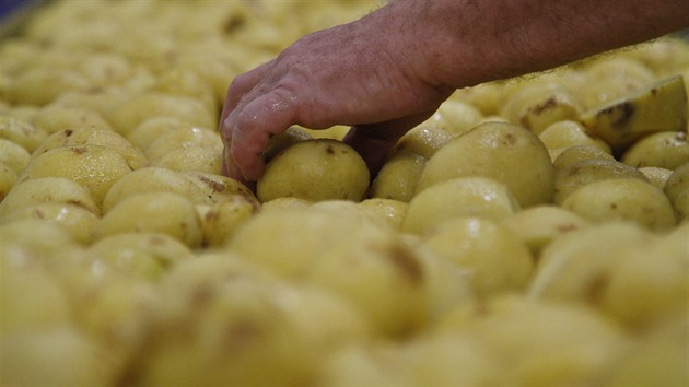 Oškrábané a omyté brambory se v celém procesu poprvé potkají s lidskou rukou až těsně před rozkrájením na lupínky. Obsluha vybírá viditelně poškozené brambory a vykrajuje největší kazy.