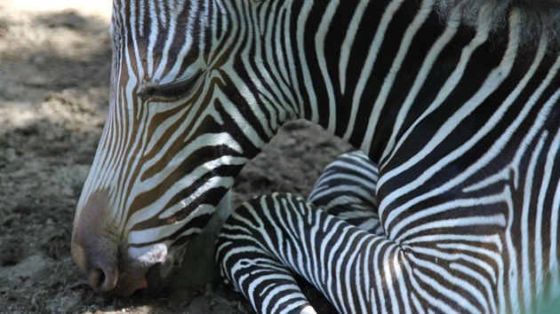 První potomek hřebce Florise, malá samička zebry Grévyho (Equus grevyi), přišla na svět koncem července.