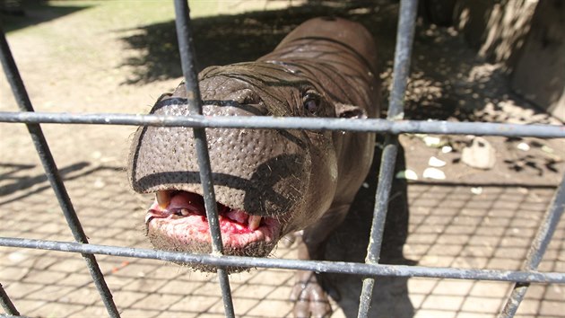 Nvtvnky jihlavsk zoologick zahrady hrok Pedro okamit odzbroj nejen svou roztomilost, ale i zvdavost.