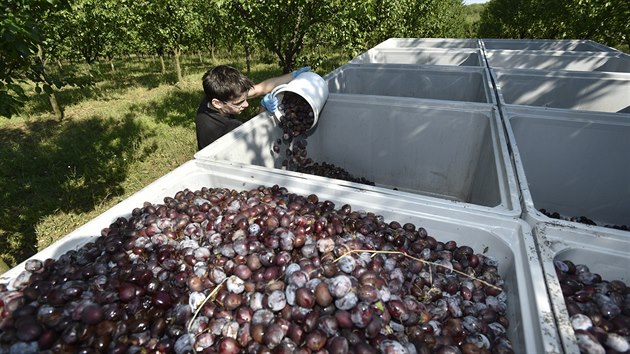Vizovick likrka Rudolf Jelnek zahjila sklize vestek ve vlastnch sadech u Vizovic na Zlnsku. (1. srpna 2017)