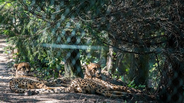 Od letošní sezony návštěvníci kempu vidí také gepardy.