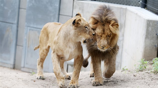 Prvn spolen setkn lv konskch Lolka a Kivu v brnnsk zoo.