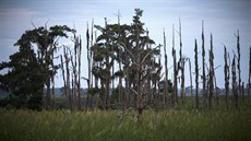 Vymírající lesy u ústí řeky Savannah na pomezí Georgie a Jižní Karolíny. (16....