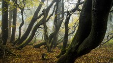 Pokroucené kmeny ve Dvorském lese na krkonoských Rýchorách