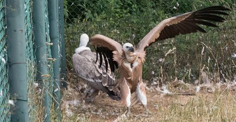 Mlád supa blohlavého (vpravo) ve zlínské zoo.