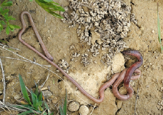 Dosplý jedinec Allolobophora hrabei dosahuje délky a 60 cm.