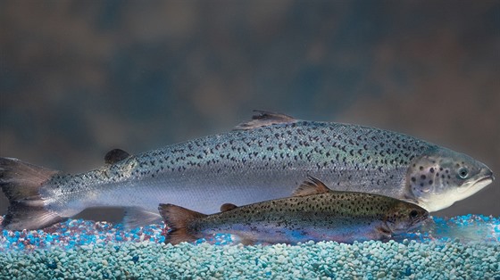 Mladý geneticky modifikovaný losos �AquAdvantage� firmy Aquabounty Technologies...