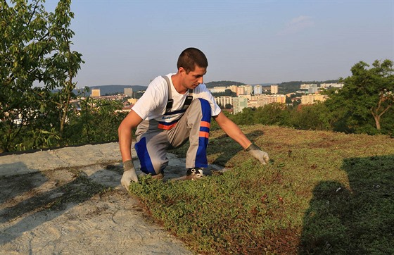 Pedpstovaná vegetaní roho urychluje a usnaduje pokládku.