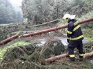 Olomoutí hasii likvidovali popadané stromy (11. srpna 2017).