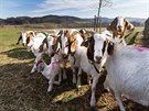 Farma apí Hnízdo u Olbramovic na Beneovsku