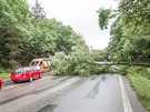 Spadlý strom komplikoval dopravu na hlavním tahu z eských Budjovic na eský...