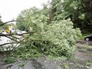 Spadl strom komplikoval dopravu na hlavnm tahu z eskch Budjovic na esk...