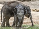 Sobota 12. 8. 2017 bude patřit v Zoo Praha slonům, kteří mají Světový den. Těší...