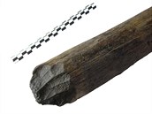 Fragmenty opracovaných dřev z neolitické studny ve Velimi