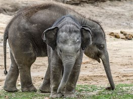 Sobota 12. 8. 2017 bude patit v Zoo Praha slonm, kte maj Svtov den. T...