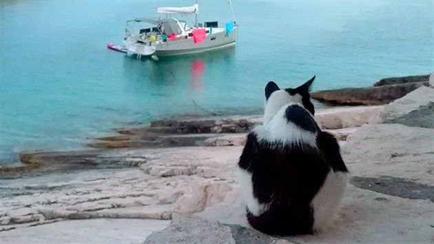 Všudypřítomná odpočívající kočka a zakotvené lodě. Pohled ze slow-food restaurace Senko na útesu