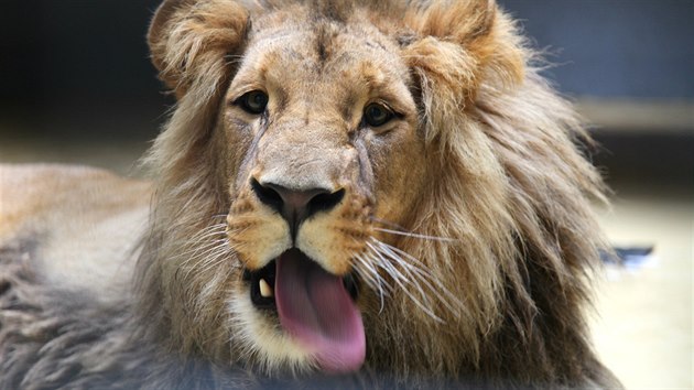 Posledn srpnovou sobotu se vbrnnsk zoo oteve nov vbh pro lvy. Do Brna se krlov zvat vrac po trncti letech.