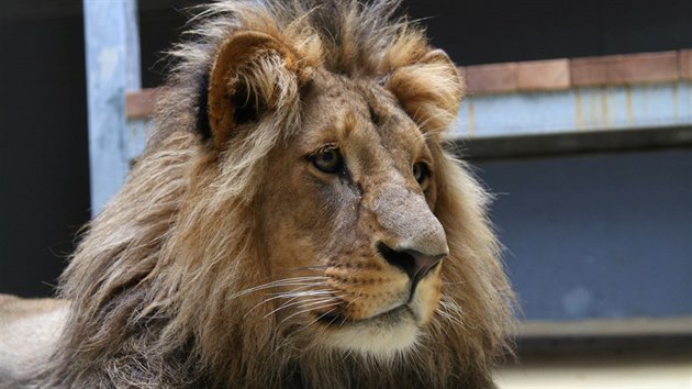 Posledn srpnovou sobotu se vbrnnsk zoo oteve nov vbh pro lvy. Do Brna se krlov zvat vrac po trncti letech.