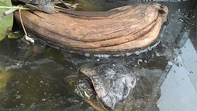 Špinavá a smradlavá voda je domovem želv