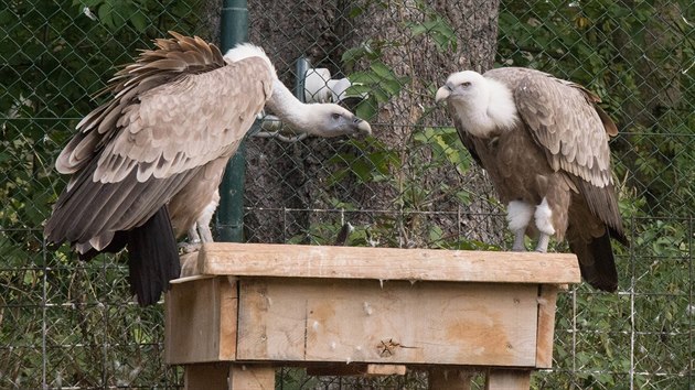 Dvojice dosplch sup blohlavch ve zlnsk zoo.