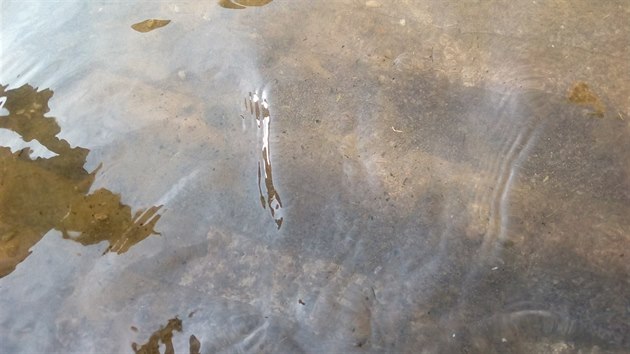 Z vodnho svta v Maleickm parku funguje jen st. Navc je podle mstnch voda pinav a zdi porostl asou (11.8.2017)