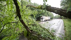 Spadlý strom komplikoval dopravu na hlavním tahu z eských Budjovic na eský...