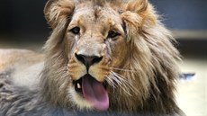 Poslední srpnovou sobotu se v brnnské zoo oteve nový výbh pro lvy. Do Brna...