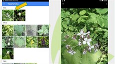 Aplikaci PlantNet k urování divokých druh rostlin si lze do mobilního...