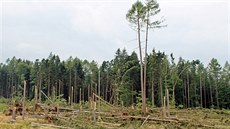 Po boui s derechem vznikl na Trutnovsku rozsáhlý lesní polom. Lidé se pustili...