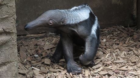 Návtvníci olomoucké zoologické zahrady mají anci spatit ve výbhu mlád...