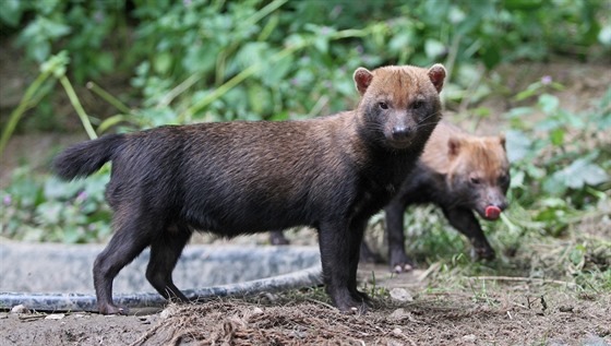 Jihlavská zoologická zahrada má nově čtyři samce psů pralesních. Pocházejí z Británie. Na tomto snímku jsou bratři Chico a Roco, kteří do Jihlavy přijeli už v srpnu 2017.