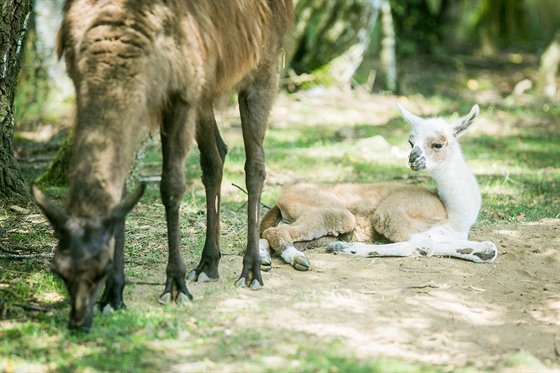 Mlád lamy krotké se narodilo minulou nedli v Zooparku Na Hrádeku na...