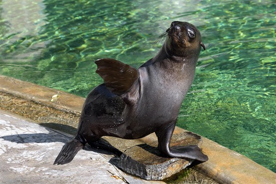 Lachtan Mamut se louí s návtvníky. eká ho pesun do nmecké zoo.