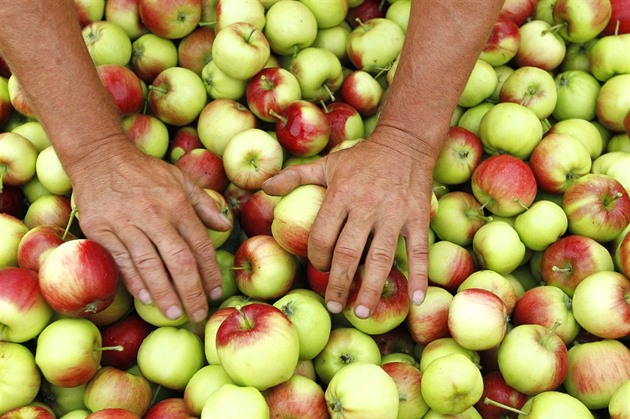Sadařům chybějí česáči jablek z ciziny, úroda bude letos podprůměrná