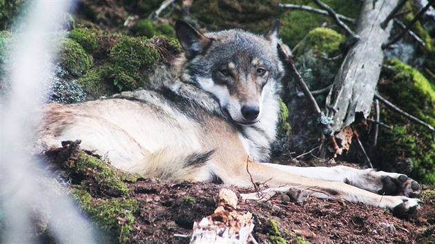 Ze Srní k vlkům už nemusejí návštěvníci po silnici, ale lesem po pěšině