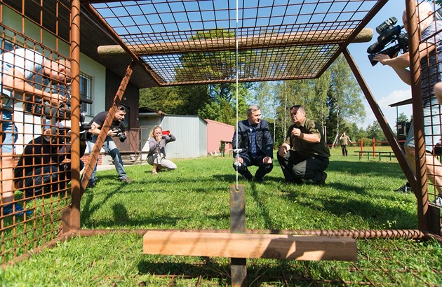 Africký mor prasat je už těsně za hranicemi. Vrací se k nám, míní myslivci