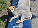 S potulnými psy se v Rumunsku setkáte v�ude (Sulina).