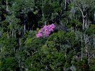 PLÍCE PLANETY. Stromy kvetou v amazonském detném lese v Apuí na jihovýchod...