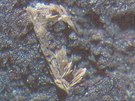 Minerál koktait zvětšený pod mikroskopem.