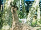 Mlád lamy krotké se narodilo minulou nedli v Zooparku Na Hrádeku na...