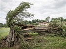 Polomy na umav v okolí Nové Pece. Na snímku je zlomený strom u Horní Plané.