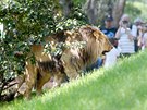 Lvi kontí mají v novém venkovním výbhu brnnské zoo spoustu prostoru i...