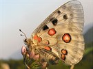 Nejvtí evropský motýl jaso ervenooký u z celého eska vymizel.