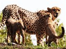 Gepardí paterata s matkou Savannah ve svém výbhu v praské zoo (26. srpna...