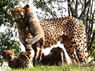 Gepardí paterata s matkou Savannah ve svém výbhu v praské zoo (26. srpna...