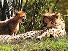 Gepardí mlád z paterat se svou matkou Savannah v praské zoo (26. srpna 2017)
