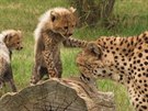 Kest gepardích paterat v praské zoo