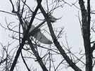 Dálkov ovládaný model letadla se zasekl v korun stromu nad silnicí z Olomouce...