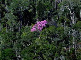 PLÍCE PLANETY. Stromy kvetou v amazonském detném lese v Apuí na jihovýchod...